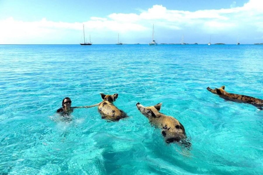 Exuma Swimming Pigs Adventure